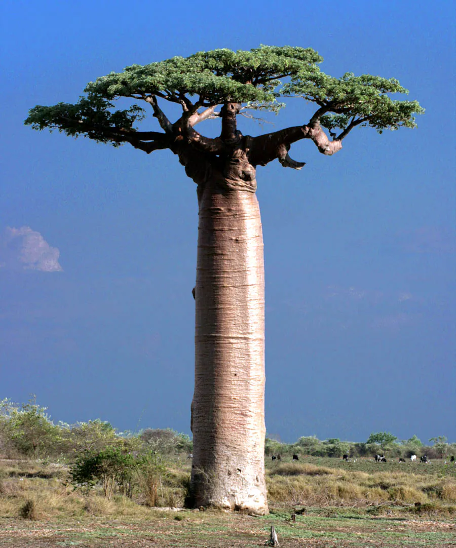 Hafen Madagaskar