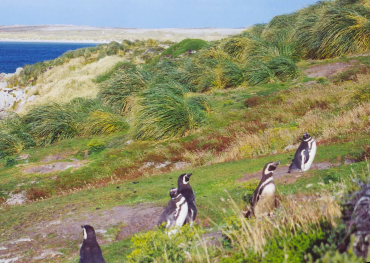 Hafen Falklandinseln