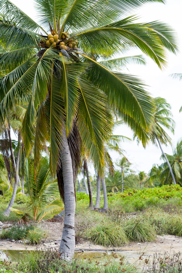 Hafen Kiritimati